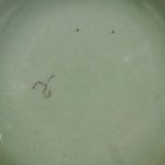 Jiaqing Mark&Period Dish - Celadon